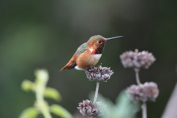Hummingbird Perched on Flower