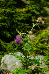 Purple thorny flowers in the forest