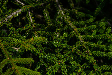 Fototapeta na wymiar Green branches of fir tree