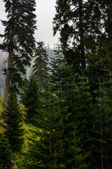 Caucasus mountain in georgian region Guria