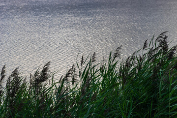 marsh grass or lake reeds in the summer