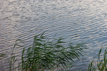 marsh grass or lake reeds in the summer