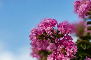 Pink blossom of Сrape myrtle tree
