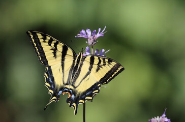 Butterfly Wings Spread