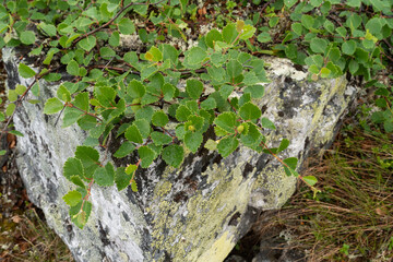 A low-growing form of a fell birch called the Kiilopää birch (Betula pubescens ssp. czerepanovii...
