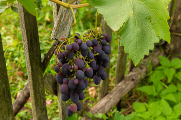 A large bunch of blue grapes growing on a vine. ripe grapes