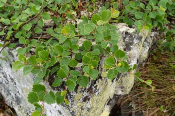 A low-growing form of a fell birch called the Kiilopää birch (Betula pubescens ssp. czerepanovii var. appressa) growing on a rock in Urho Kekkonen National Park, Northern Finland