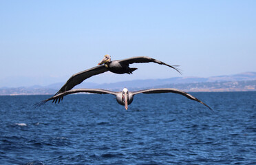 Fototapeta na wymiar Pelicans Flying Straight Toward Camera