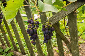 A large bunch of blue grapes growing on a vine. ripe grapes