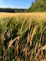 wheat field in the wind