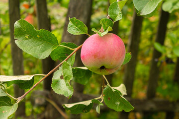 Close-up of red apples on trees in a vegetable orchard. Vegetarian eco food