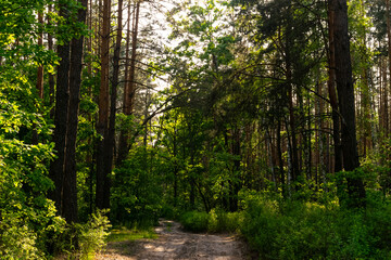 Forest background. Forest on a sunny day