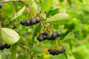 Black Rowan. Selective focus. Bunches of black rowan berries in the garden, chokeberry melanocarpa