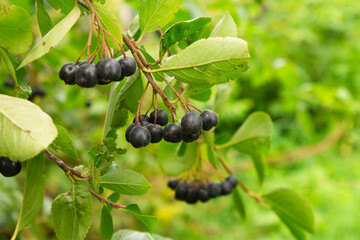 Black Rowan. Selective focus. Bunches of black rowan berries in the garden, chokeberry melanocarpa