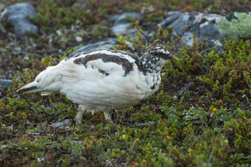Rock ptarmigan walking during a summer night in Urho Kekkonen National Park, Northern Finland	