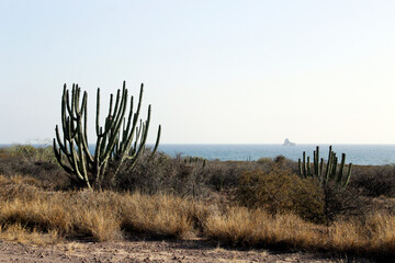 panoramic scene of the desert vegetation next to the sea in the state of Sonora
