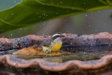 Bananaquit also known as Cambacica or Platanero bathing at dusk. Species Coereba flaveola. Stunning yellow plumage. Bird lover. Birdwatching. birding.