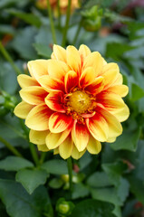 Dahlia (in german Dahlie) Dahlia