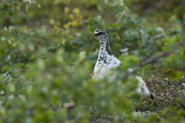 Rock ptarmigan standing behind vegetation on an early morning in Urho Kekkonen National Park, Northern Finland	