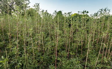 Selective focus on okra field with blue sky. Okra plants and growing. 
