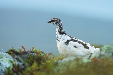Fototapeta premium Alert medium-sized gamebird Rock ptarmigan standing on a rocky surface in Urho Kekkonen National Park, Northern Finland