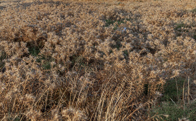 Selective focus on wild dried thorn bushes. Background of bushes.