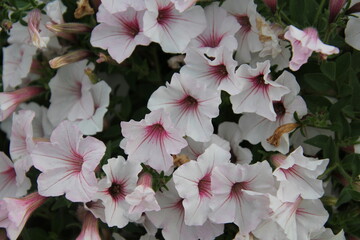 Blooming Of The Petunias, William Hawrelak Park, Edmonton, Alberta