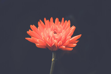 orange flower 