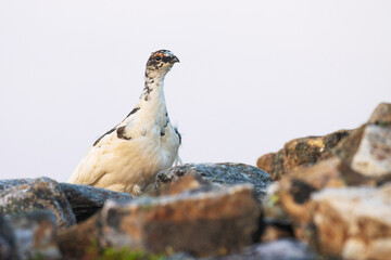 Alert Rock ptarmigan standing on a rocky surface during a summery sunrise in Urho Kekkonen National Park, Northern Finland