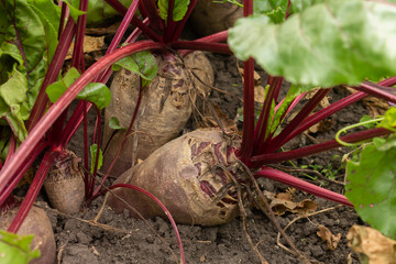 Beetroot with green leaves in the garden. Vegetarian vegetables