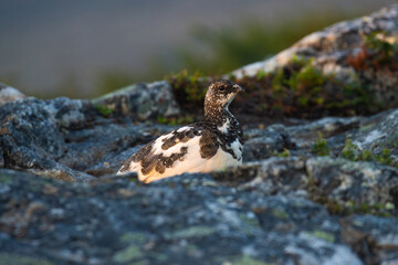 Rock ptarmigan standing on a rocky surface during a summery sunrise in Urho Kekkonen National Park, Northern Finland	