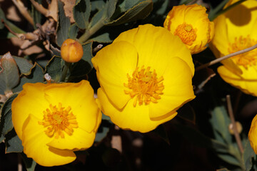 Yellow flowering terminal determinate solitary cymose inflorescences of Dendromecon Rigida, Papaveraceae, native monoclinous evergreen shrub in the Volcan Mountains, Peninsular Ranges, Springtime.