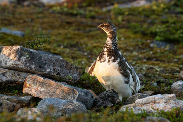 Alert Rock ptarmigan standing on a rocky surface during a summery sunrise in Urho Kekkonen National Park, Northern Finland