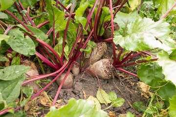 Beetroot with green leaves in the garden. Vegetarian vegetables