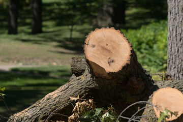 cut tree stump in the park (likely the wind has blown the tree down)