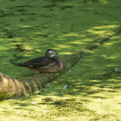duck resting on a partly submerged trunk