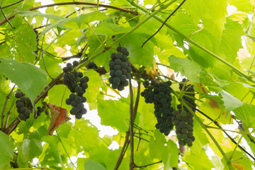 A large bunch of blue grapes growing on a vine. ripe grapes