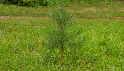 Little pine tree on the field