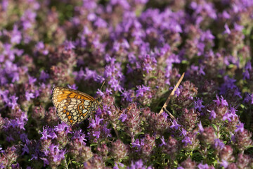 Heath Fritillary (Melitaea athalia) on thyme flowers