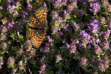 Heath Fritillary (Melitaea athalia) on thyme flowers