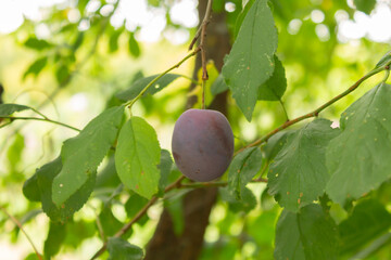 Ripe blue-red plum on a branch with green leaves. Prunes