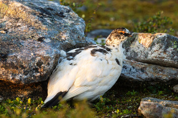 Rock ptarmigan standing next to some rocks during a beautiful sunrise in Kiilopää fell, Northern Finland.	