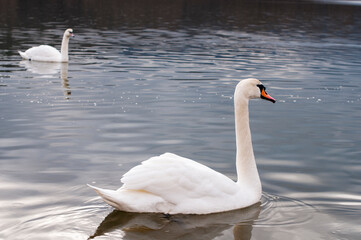 Naklejka na ściany i meble white swans group on the lake swim well under the bright sun