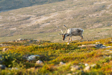 Domestic reindeer, Rangifer tarandus with large antlers walking in the mountains on an early summer morning at Urho Kekkonen National park, Northern Finland