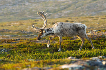 Close-up of domestic reindeer, Rangifer tarandus with large antlers walking in the mountains on an...