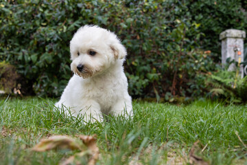 Puppy of a bichon frisé, who is 80 days in the garden