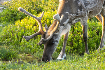 Close-up of a domestic reindeer eating shrubs on a summer evening in Urho Kekkonen National Park,...