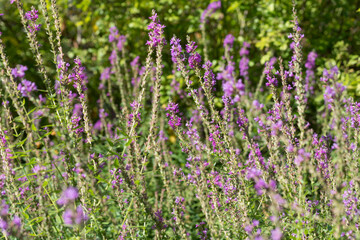 loosestrife (lythrum) in the garden park