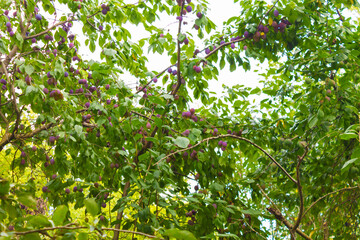 Ripe blue-red plum on a branch with green leaves. Prunes