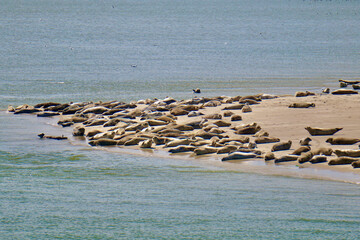 Seehundbank bei Norderney